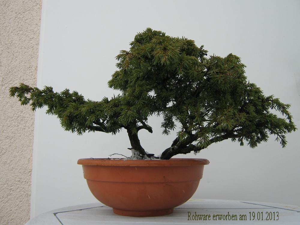 Juniperus communis - Wacholder, gemeiner | Bonsai Arbeitskreis Hückelhoven  e.V.