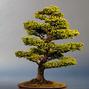 Picea jezoensis