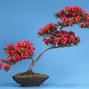 Rhododendron indicum 'Benikoboshi'