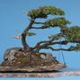 Juniperus communis 'Corielagan'