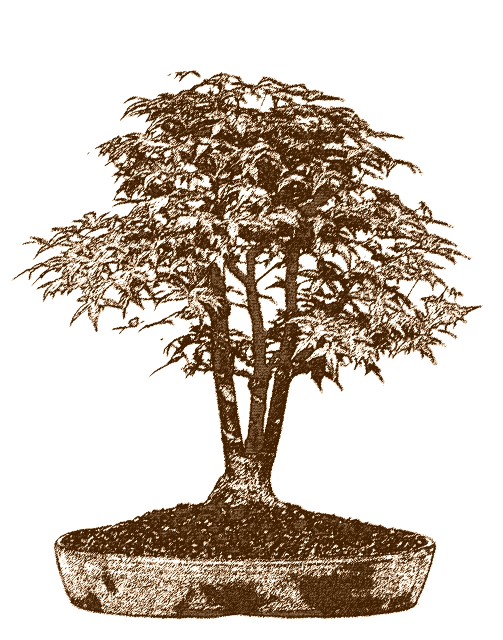 Mehrfachstamm - Kabudachi