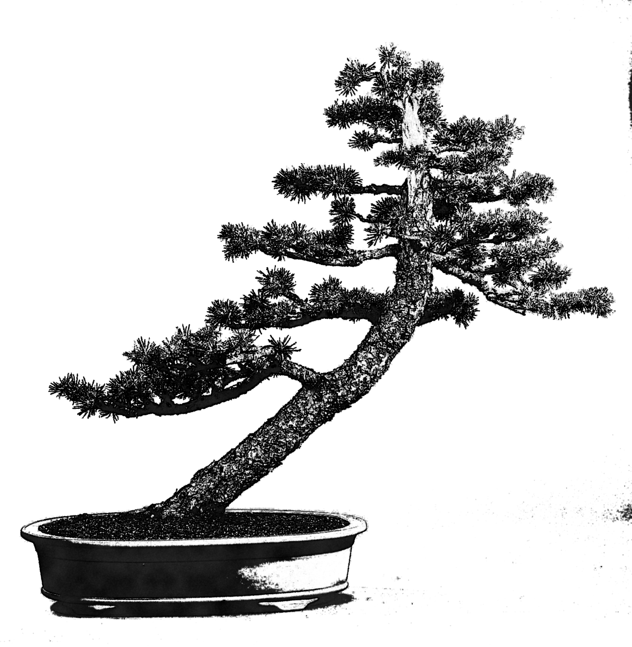 geneigte Form - Shakan