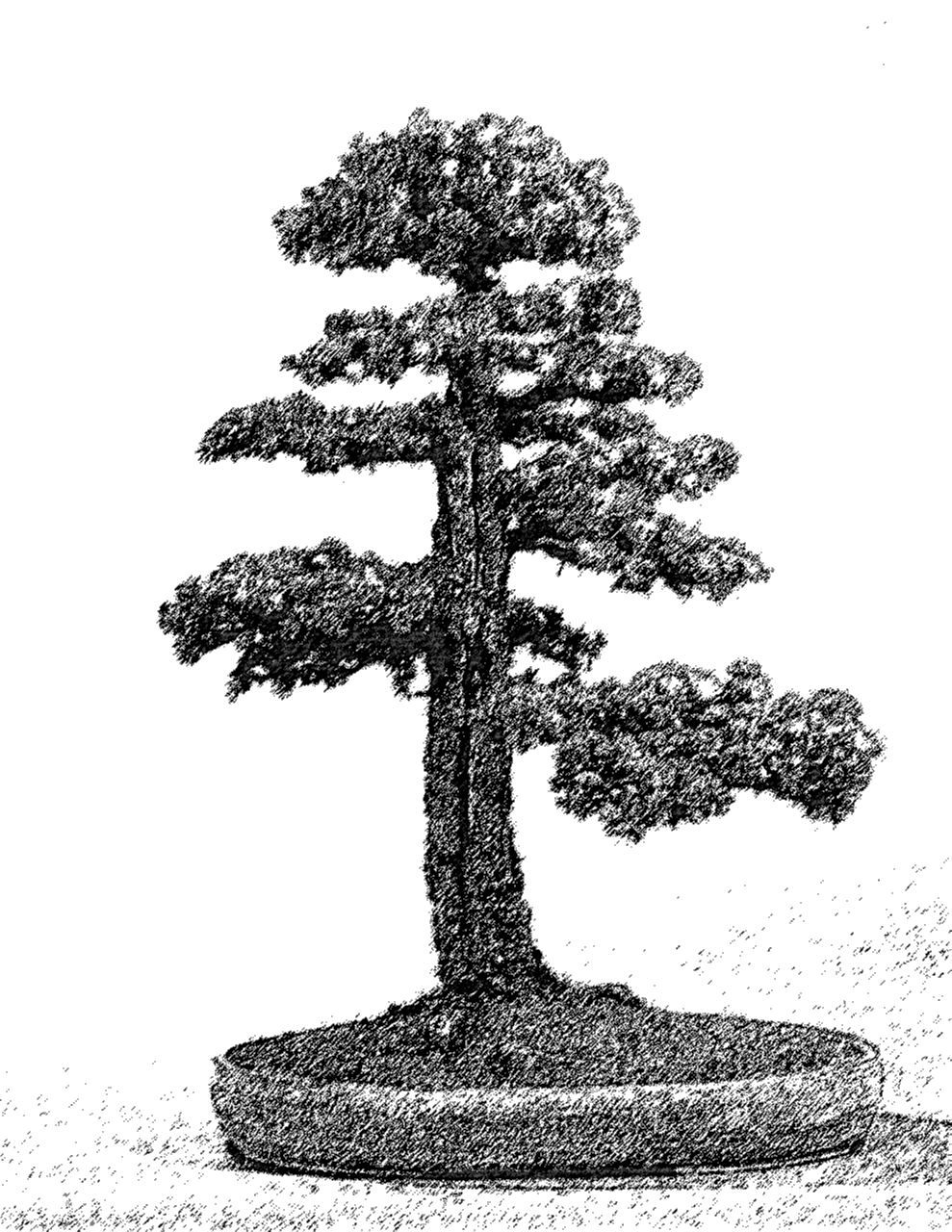 streng aufrecht - Chokkan