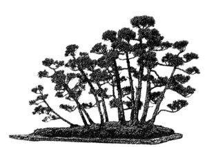 Waldform - Yose-ue